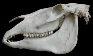 Horse skull. Museum d'histoire naturelle. Paris.
