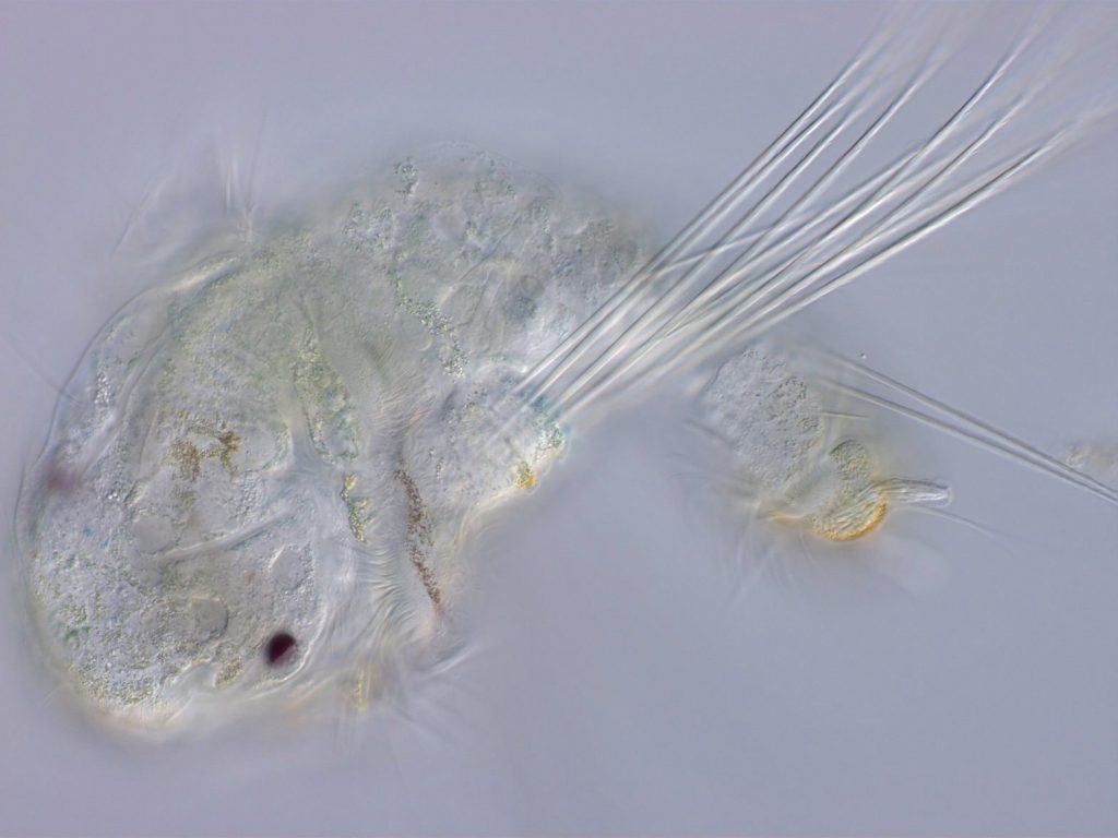 A planktotrophic larva of the marine annelid Streblospio benedicti.