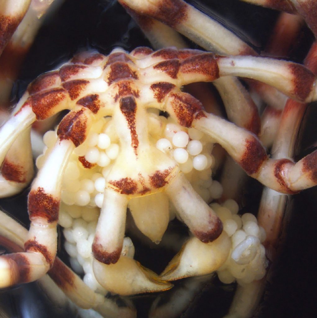 An undescribed male sea spider (Pallenella sp.) carrying eggs; a major goal of the lab is to decipher the evolution of appendages in this enigmatic group.
