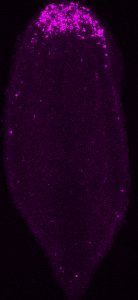 Regenerating nervous system of the acoel Hofstenia miamia with neural progenitors labeled in magenta
