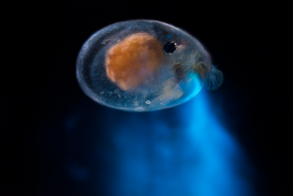 Bioluminescent ostracod. Photo credit: Elliot Lowndes
