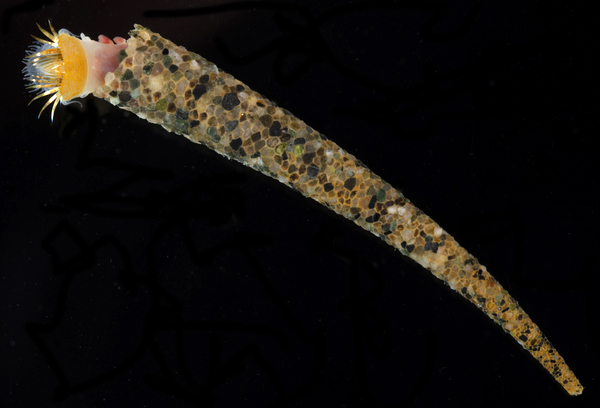 An ice cream cone worm (Annelida: Pectinariidae) in its characteristic tube. Photo credit: Jenna Moore