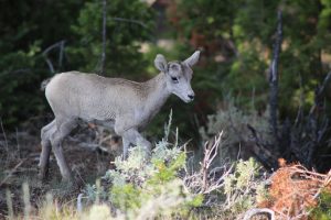 Young bighorn sheep in Yellowstone National Park