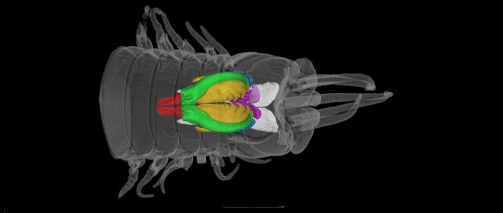 mCT scan of Eunice sp. in dorsal view showing the maxillary apparatus in color. Image Credit: Ed Stanley