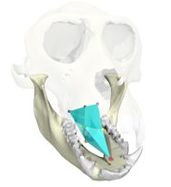 A Rhesus macaque’s tongue twists about its long axis during chewing. XROMM reconstruction created with Autodesk Maya. Credit: J.D. Laurence-Chasen