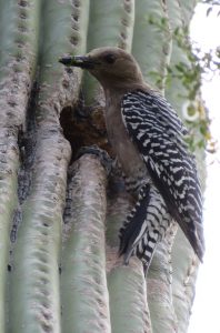 Gila woodpecker (Melanerpes uropygialis) on saguaro (Carnegiea gigantea) Photo credit: Avery Russell.