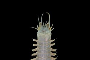 The annelid Nereis sp. (Nereididae) from Friday Harbor. Look at the palps on this worm! Image Credit: Isabel Silva Romero