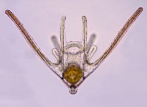 The pluteus larva of the daisy brittlestar, Ophiopholis aculeata, which Jon continues to study and will be presenting data on the unusual development of in Austin. Photo credit: Jon Allen