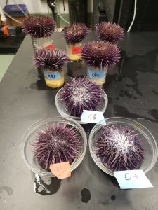 Spawning sea urchins