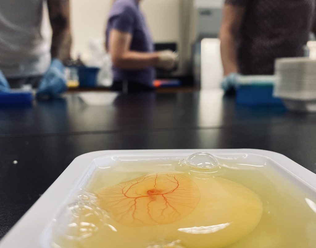 This photo shows a chicken embryo after four days of development, with students sampling the extra-embryonic membranes in the background. The Paitz Lab at Illinois State University investigates how the extra-embryonic membranes metabolize and respond to glucocorticoid hormones. Photo courtesy of Emily Harders, a Master’s student in the lab.