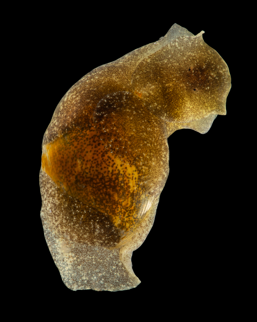 Bubble snail, Haminoea vesicula, that were extremely abundant at a few sampling sites around Friday Harbor and were laying tons of yellow gelatinous egg masses. Photo credit: Chandler Olson