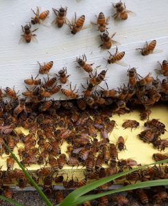 Honey bees used in research