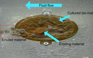 Sand with diatom mat being eroded in a flume.