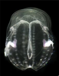 the ctenophore Mnemiopsis leidyi
