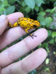 Poison frog