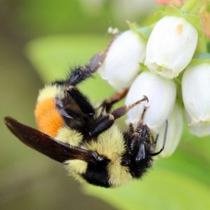 Bumble bees, such as this Bombus ternarius queen, are studied in our lab as a model to understand allometric growth and scaling.