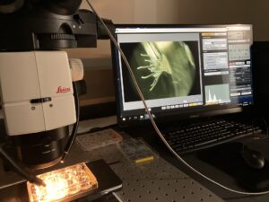 Leica microscope for viewing aposymbiotic aiptasia adult prior to laceration.