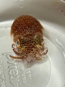 The Hawaiian Bobtailed Squid - <i>Euprymna scolopes</i>
