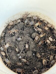 Ovigerous <i>L. pugilator</i> in a bucket ready to be brought back to the lab for experiments!