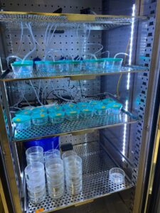Incubator containing the experimental set up for 10,000 isolated embryos receiving different enzyme treatments to induce hatching.