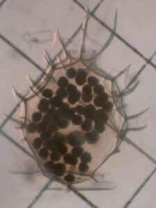 Egg capsule of <i>Ilyanassa obsoleta</i>, Anastasia Island, FL