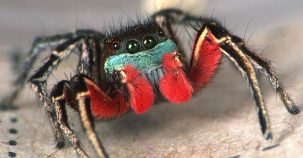 Habronattus americanus, male, Idaho.jpg