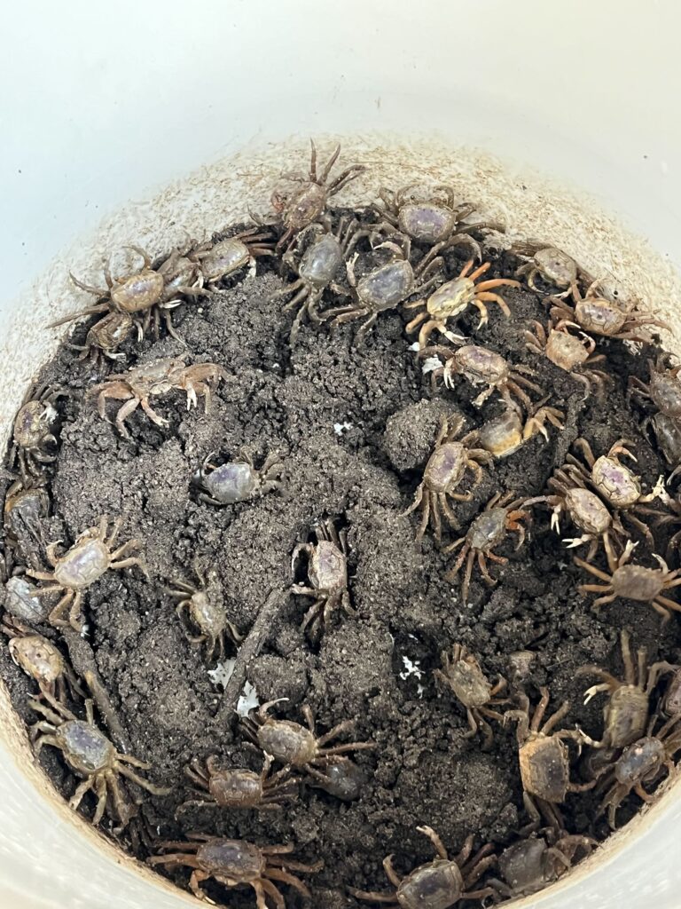 Ovigerous L. pugilator in a bucket ready to be brought back to the lab for experiments!